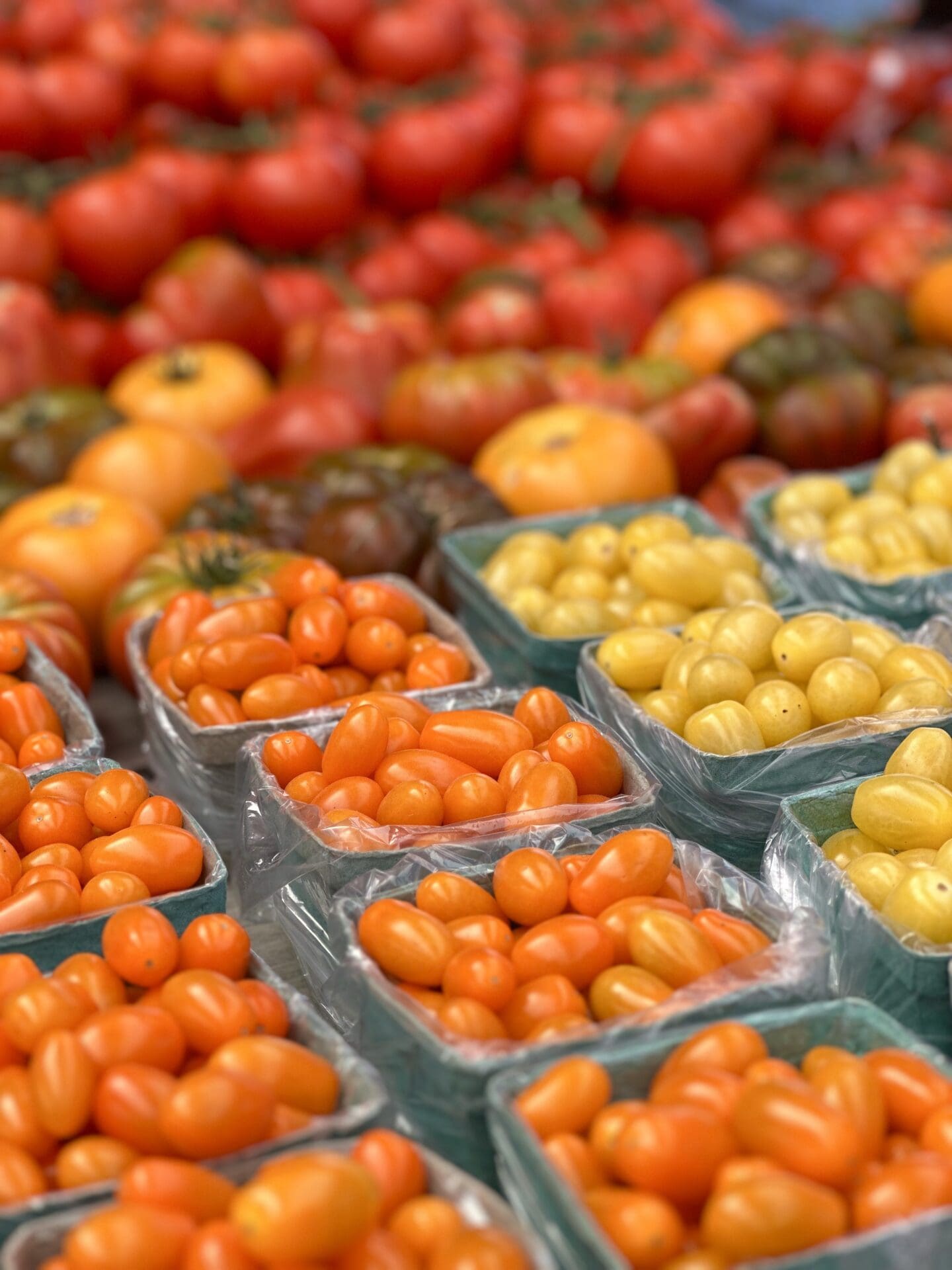 IMG_8786 Pints of orange and yellow cherry tomatoes are seen at a farm stand with larger multicoloured heirloom tomatoes in the background