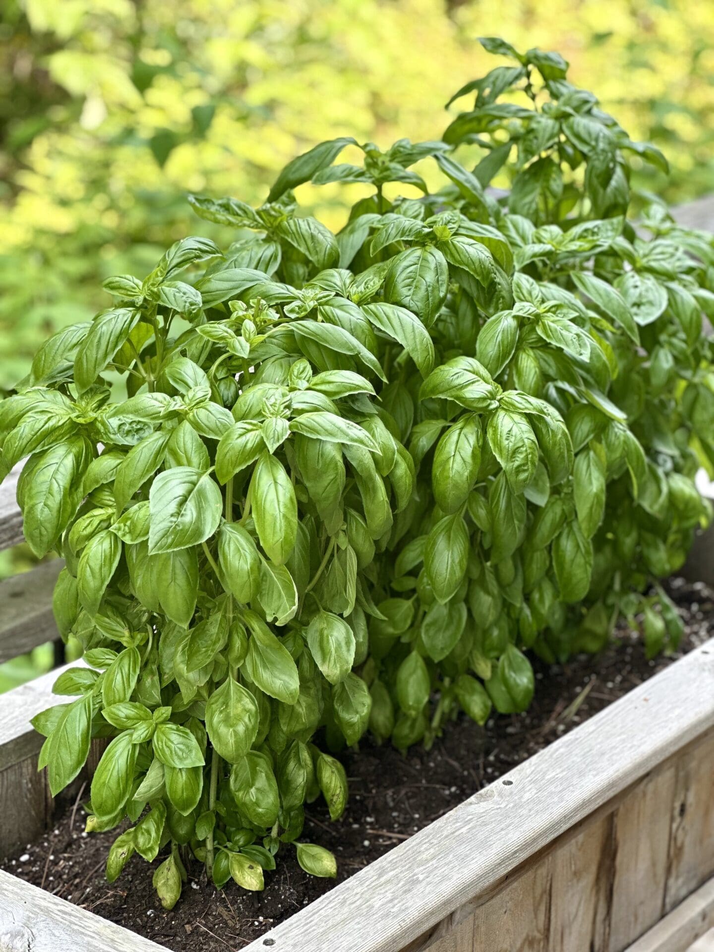 IMG_2666 Lush and full basil plants are seen in the sunlight, in a raised cedar planter.